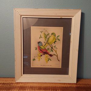 Vintage Framed Vincent Litho of Painted Bunting and Golden Chain
